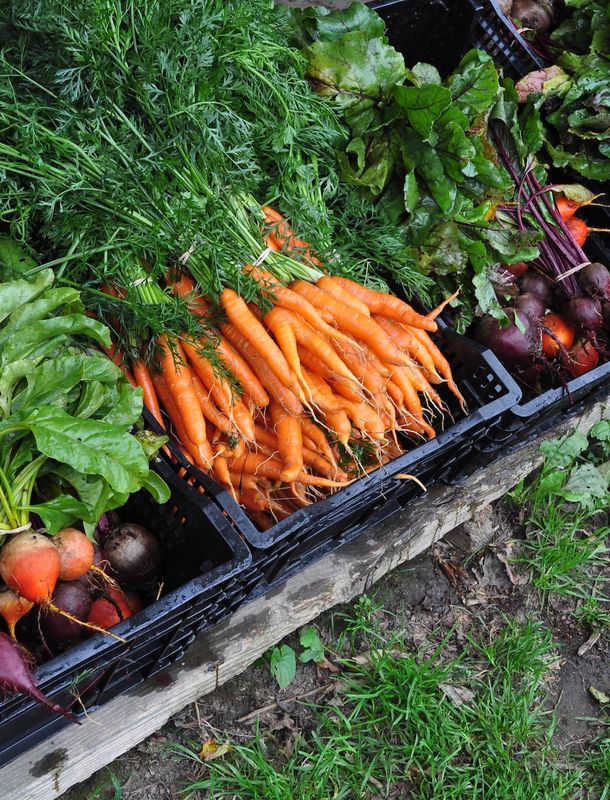 Rendering of an accessory dwelling unit