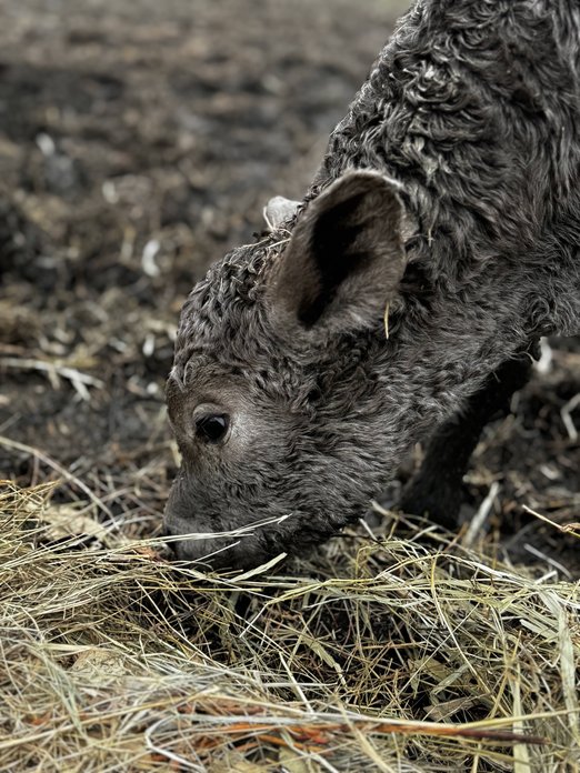 winter meat CSA share
