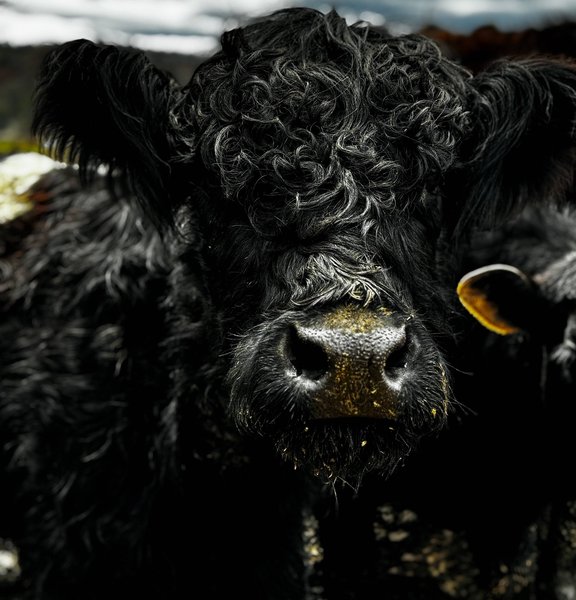 Colorful piglets nursing