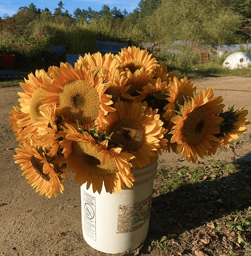 Sunflowers in bucket