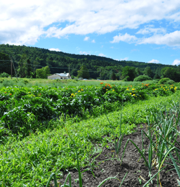 Cow in field with barn
