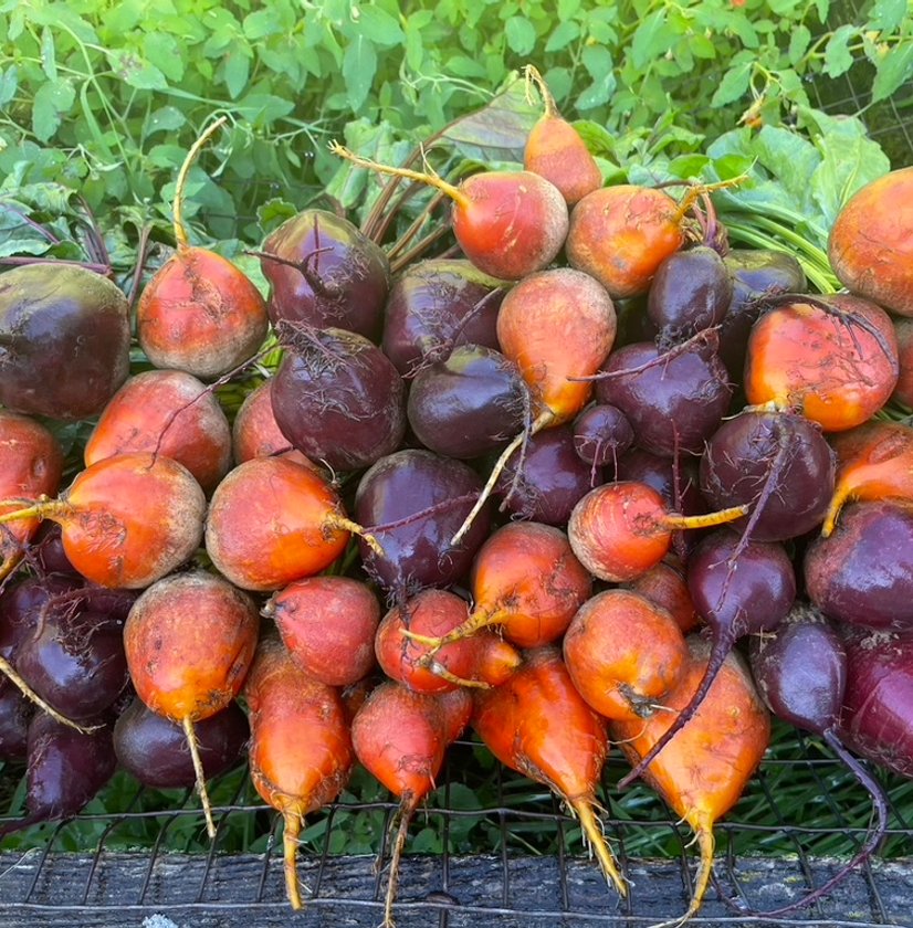 Fresh harvested beets