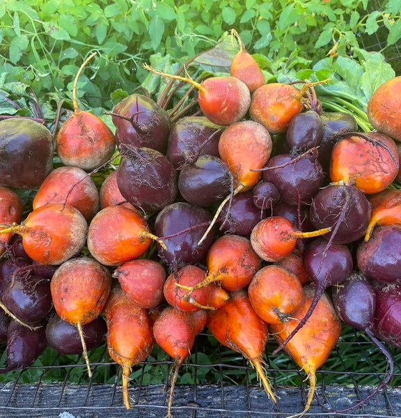 Fresh harvested beets