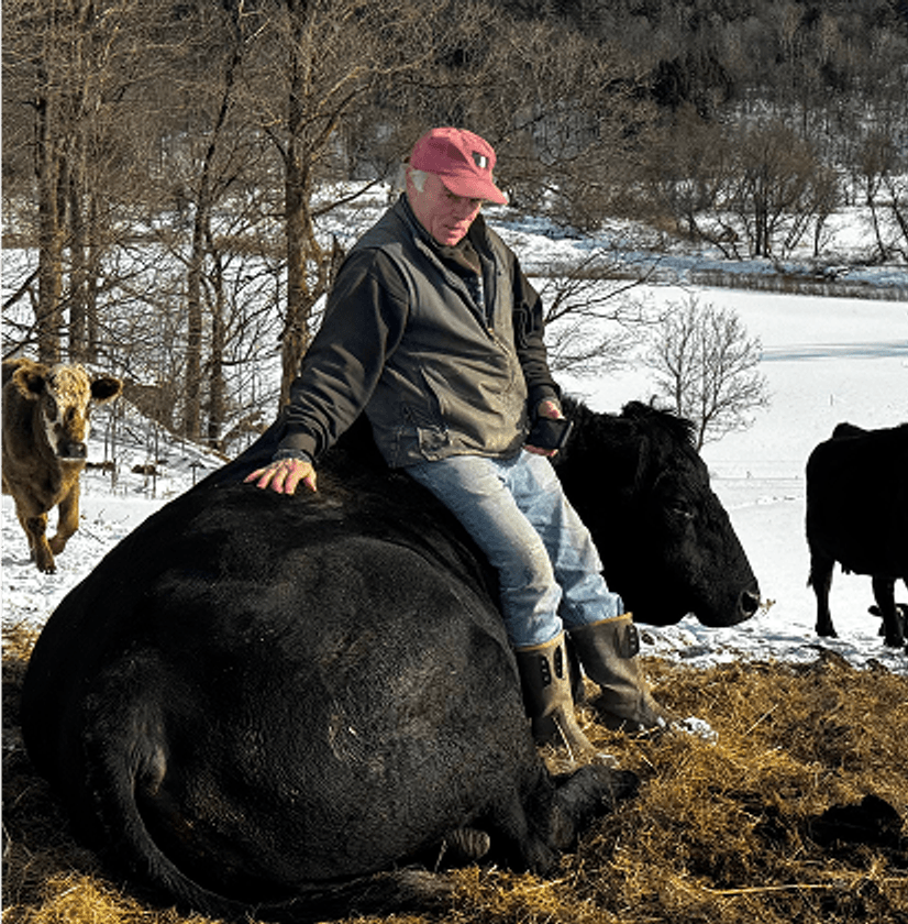Happy pig with tongue out