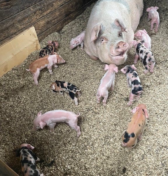 Mother pig with piglets