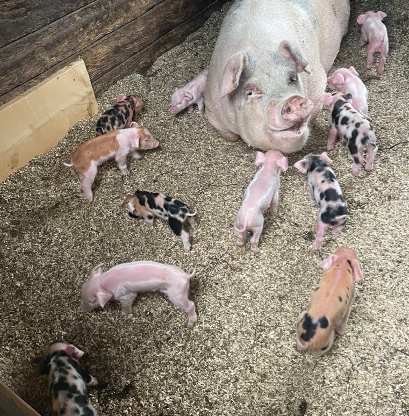 Mother pig with piglets