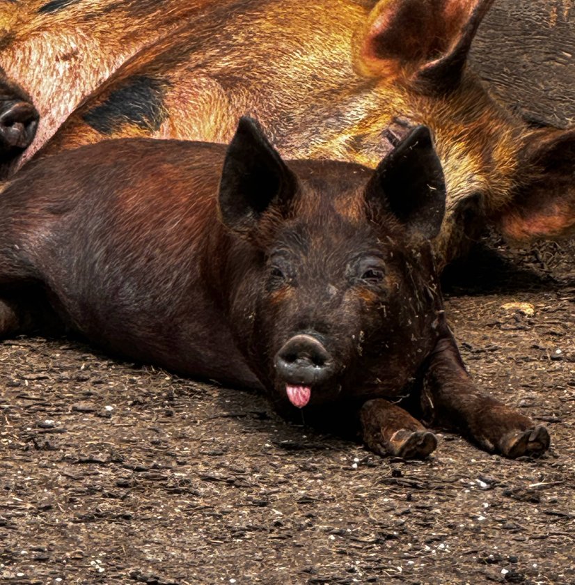 Colorful piglets nursing
