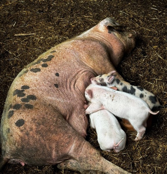 Happy pig with tongue out
