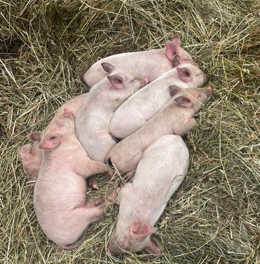 Piglets sleeping