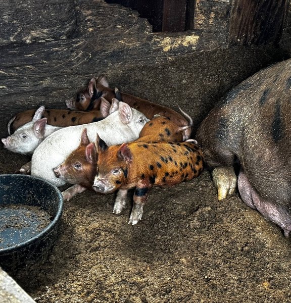 Red truck with flowers