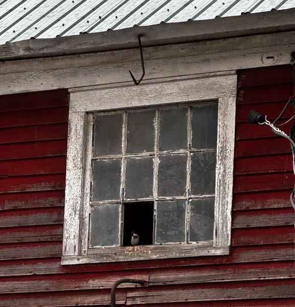 Colorful piglets nursing